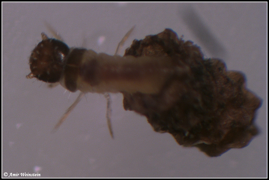Unidietified larva form Israel - Chrysomelidae Clytrinae